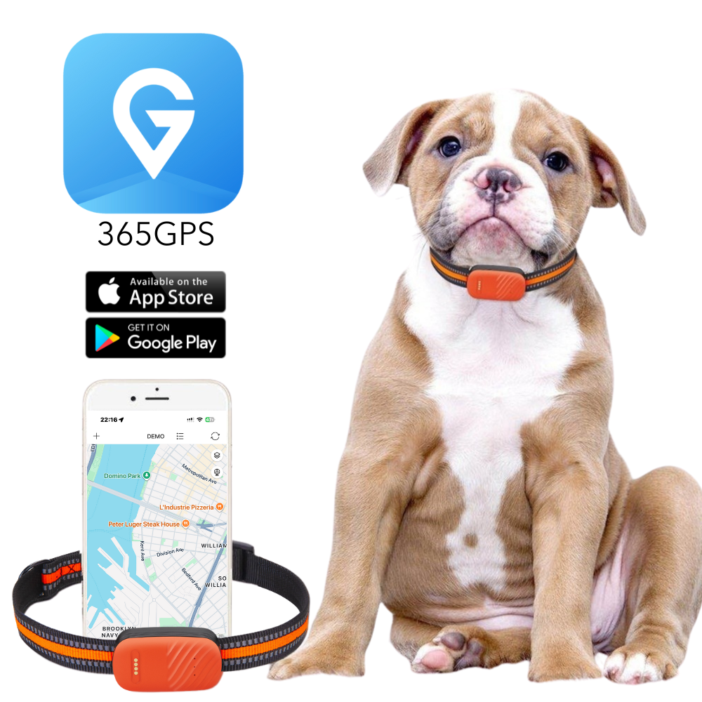 PawTrack™ Pro – Intelligenter GPS-Haustier-Tracker 